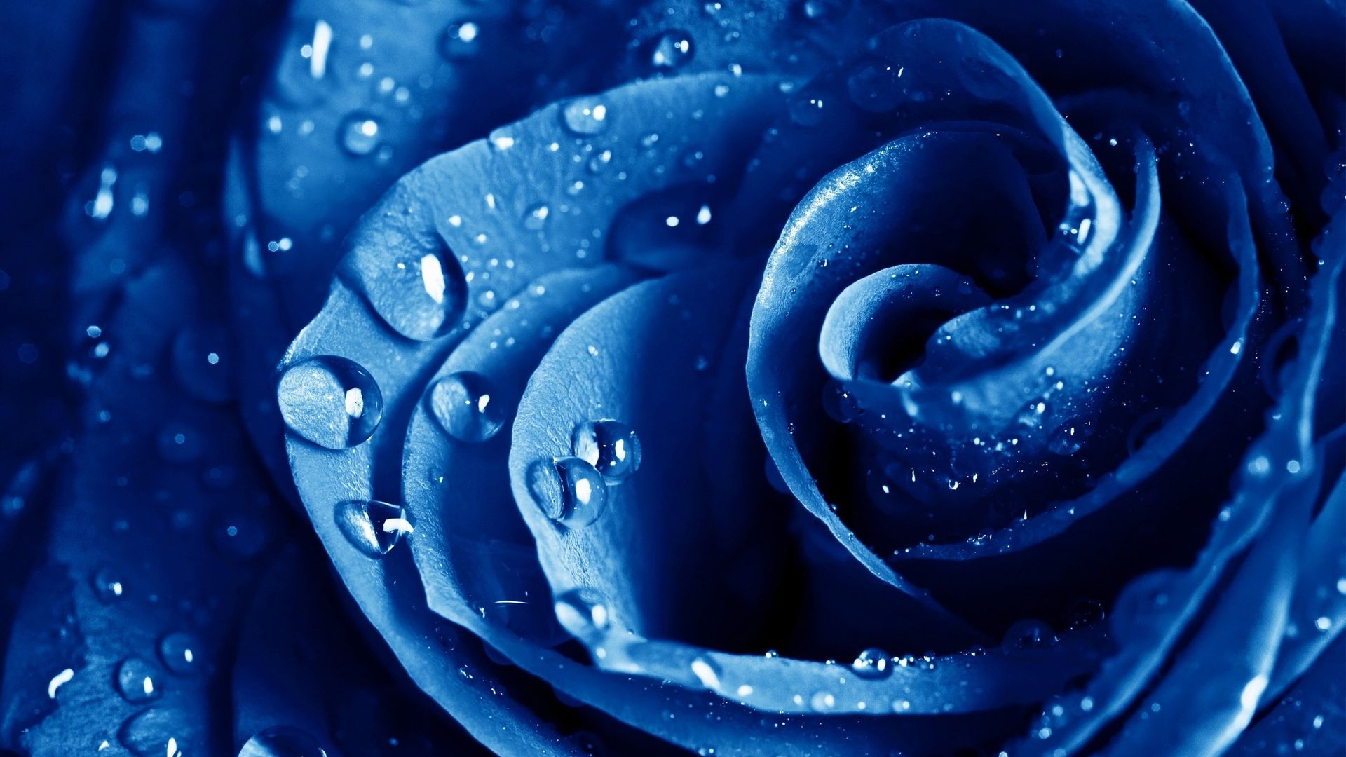 Desktop Wallpaper Blue Rose Flower, Water Drops, Close Up, Hd Image,  Picture, Background, Zujd8y