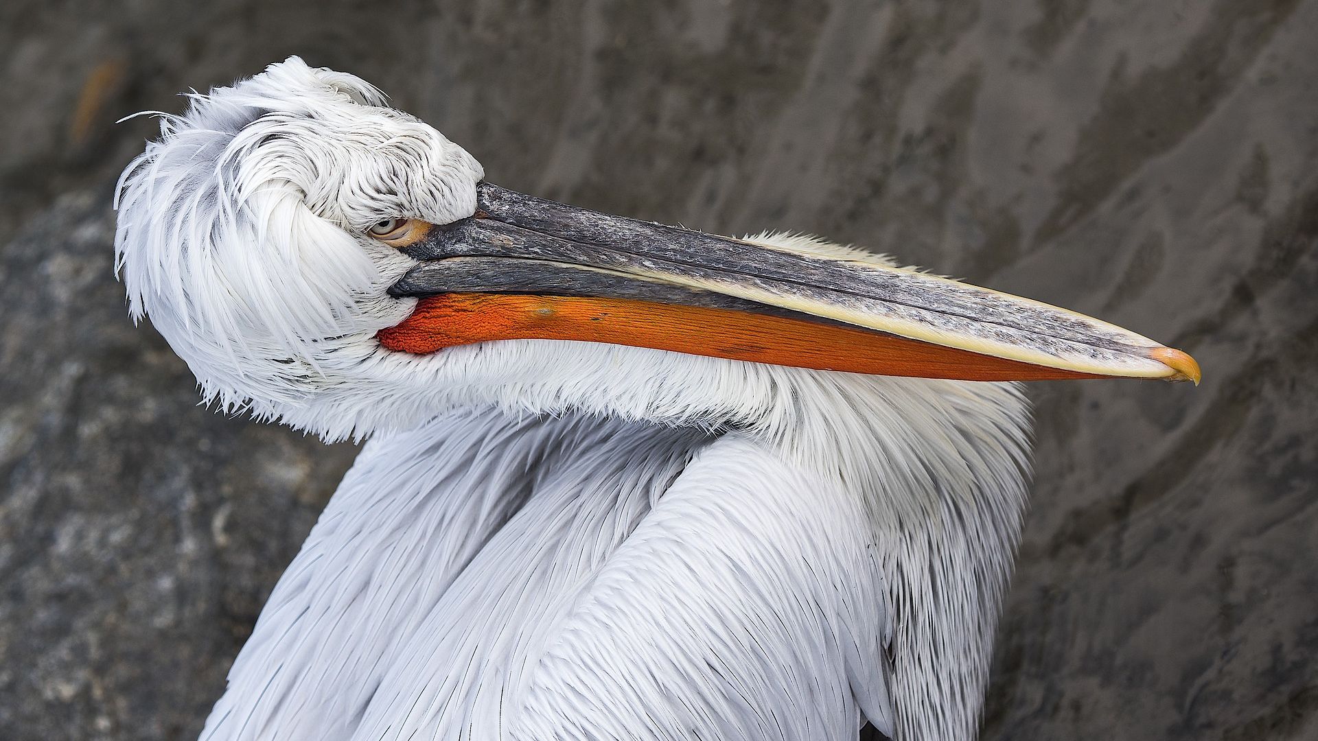 Wallpaper Pelican bird, big beak