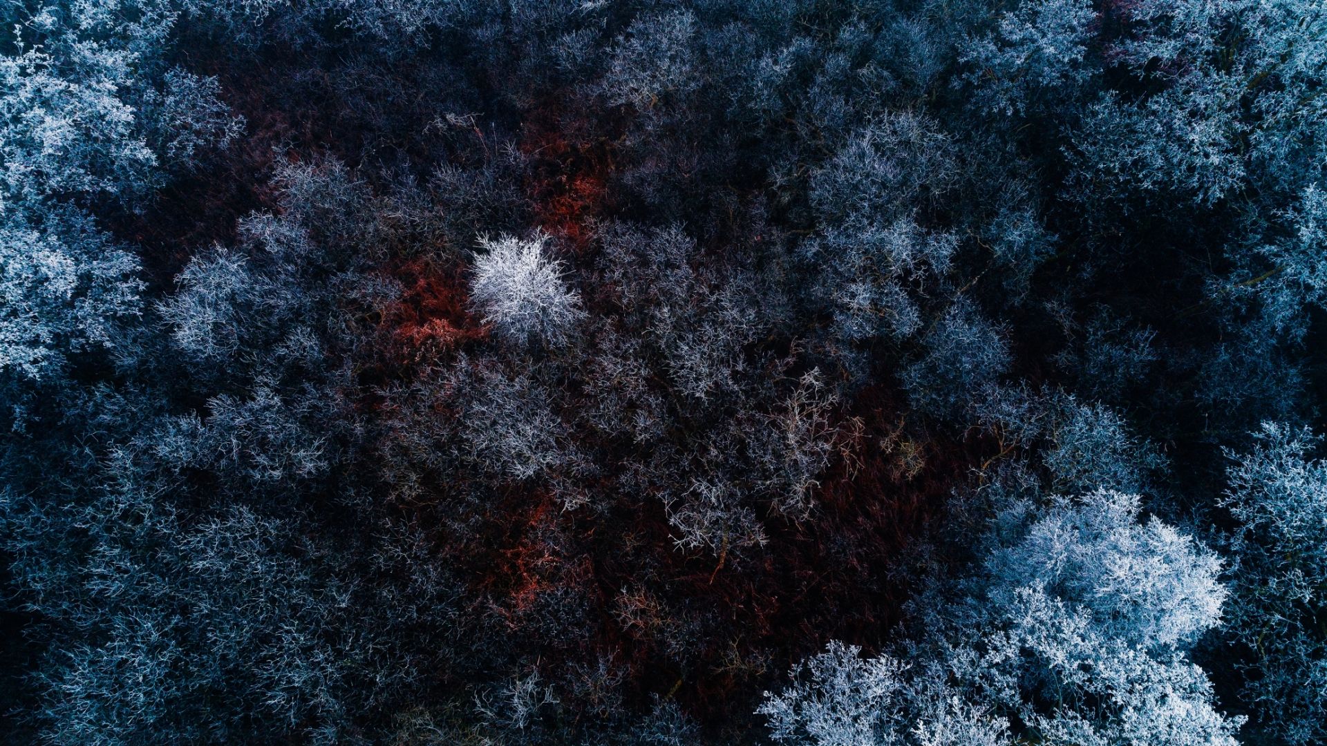 Wallpaper Ariel view, forest, snow frost, winter, nature