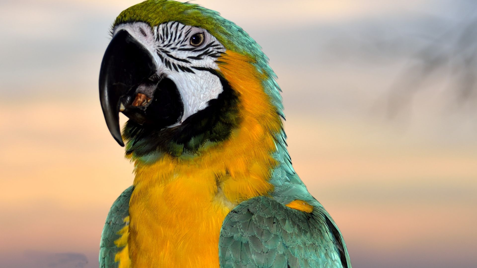 Wallpaper Macaw, colorful parrot, cute bird