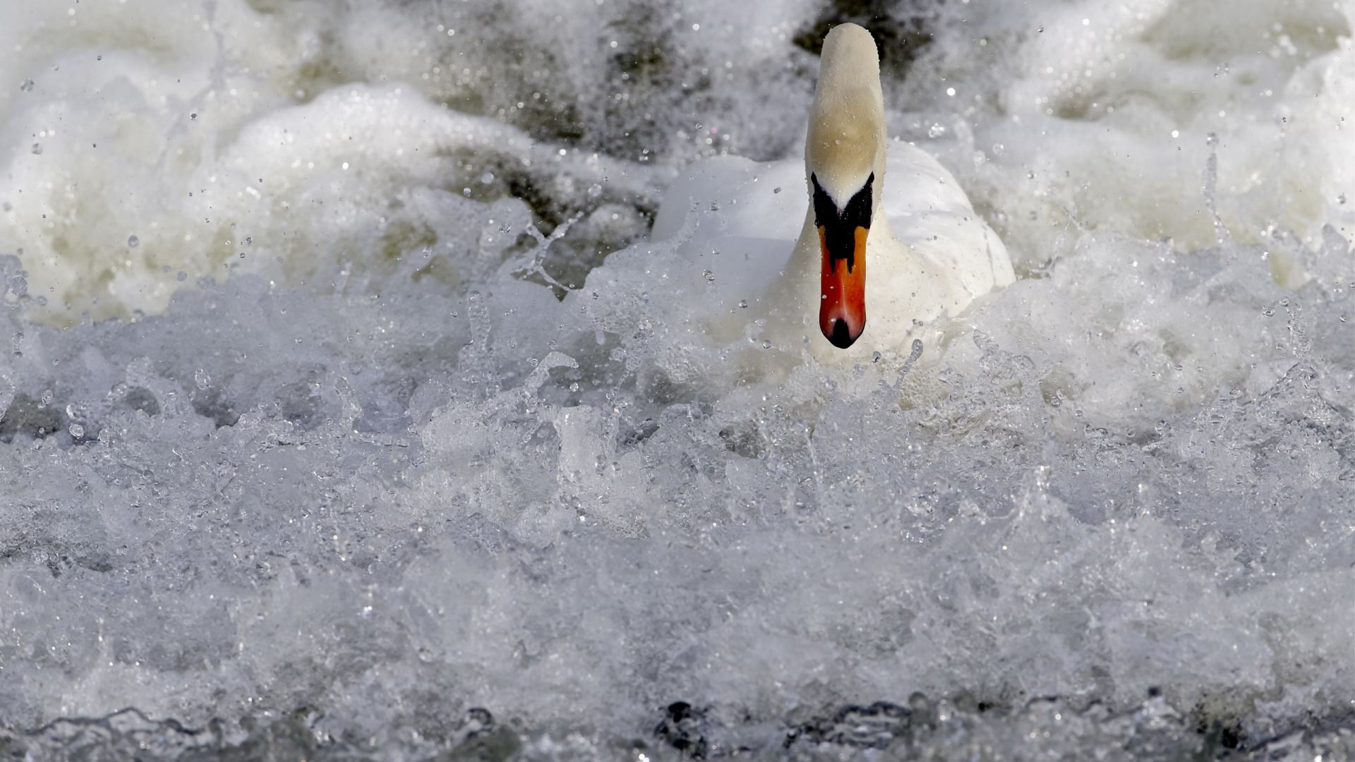 Wallpaper White swan, foam, water splashes, bird