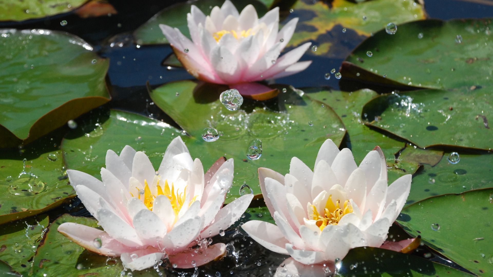 Wallpaper Water lily, flowers, leaves, plants, water splashes