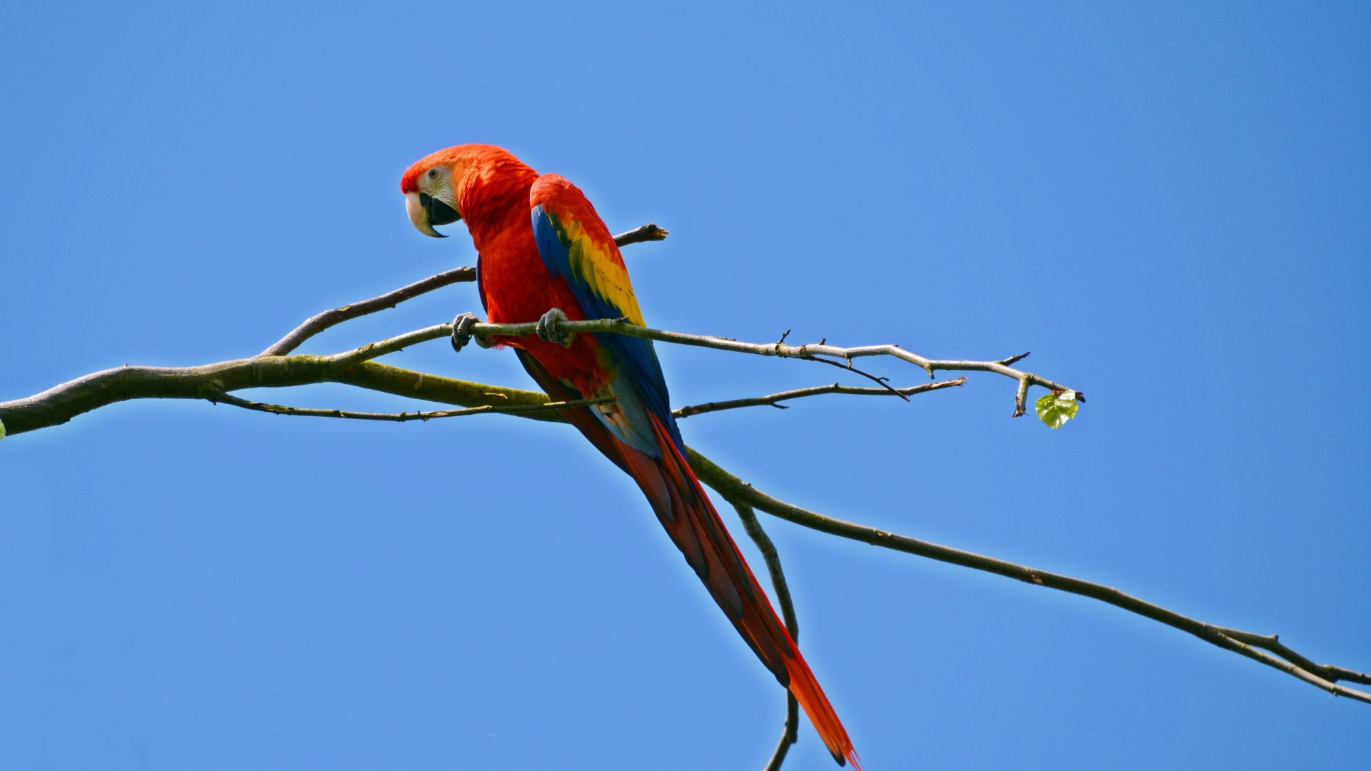 Wallpaper Parrot, bird, colorful, sit