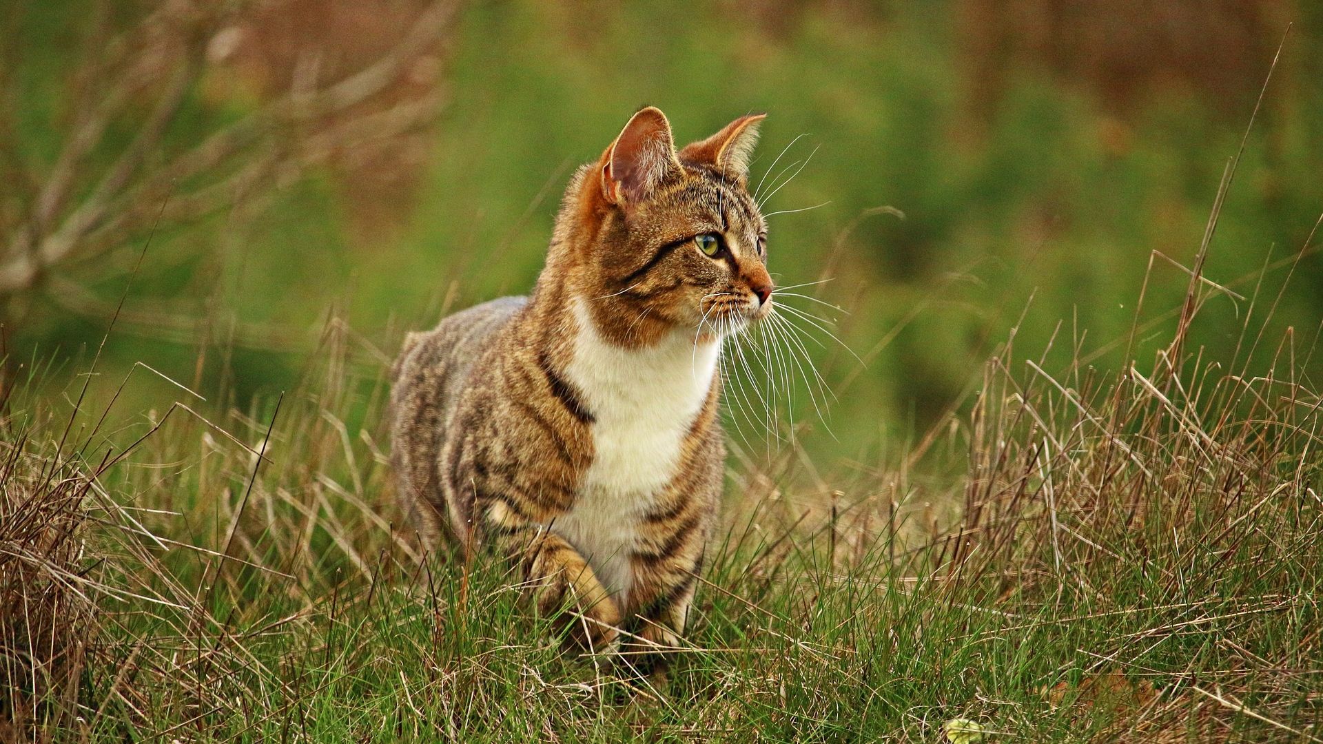 Wallpaper Cat, slow walk in grass