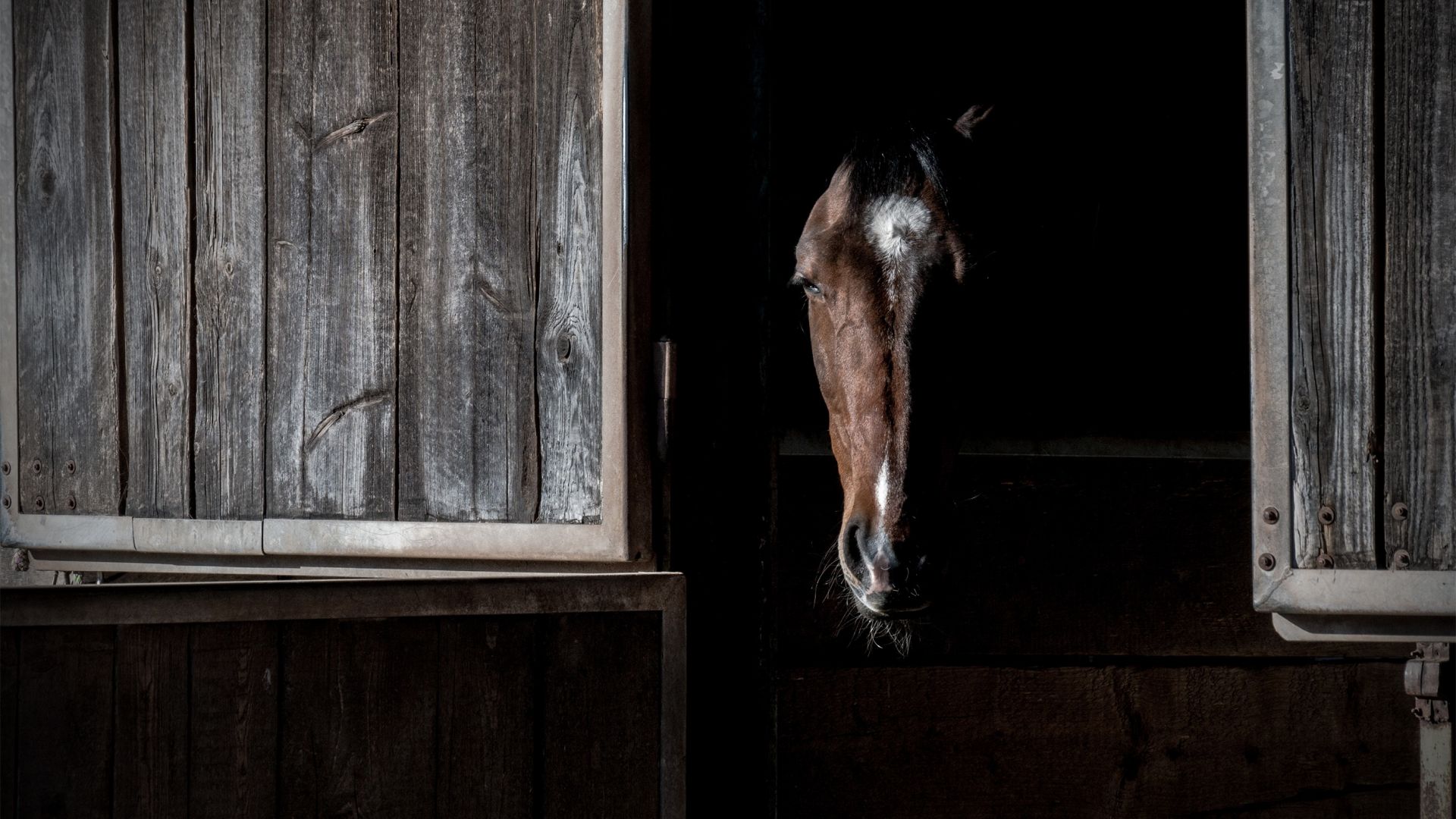 Wallpaper Horse muzzle, portrait, animal