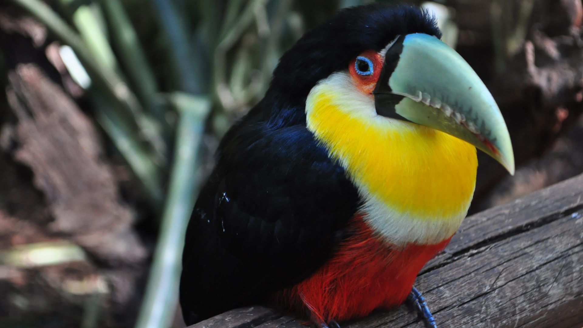Wallpaper Toucan, bird, colorful, beak