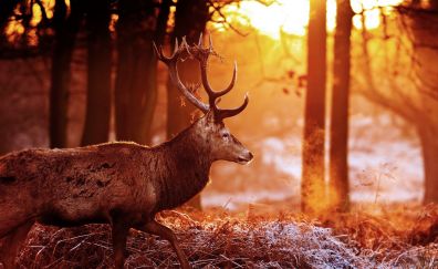 Reindeer, sunlight, wild animal, autumn, horns
