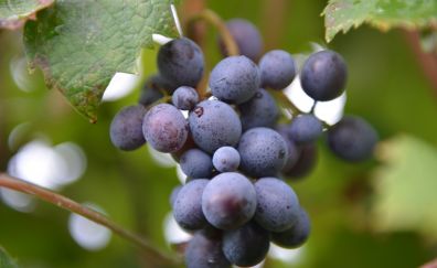 Grapes, ripen, branches, berries, close up, 8k