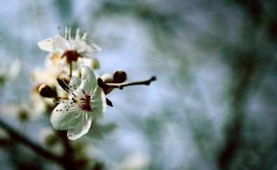 Flowers, spring, blur