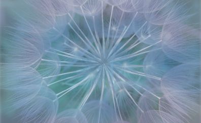 Dandelion, flower, threads, close up