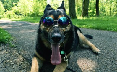 German Shepherd, dog, sunglasses, funny