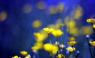 Beautiful yellow flowers, blur