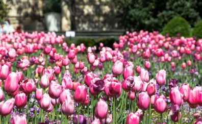 Pink tulips, flowers, spring, bloom, farm