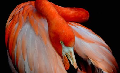 Red bird, flamingo, feathers, neck