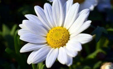 White daisy flower, white flower