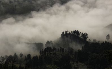 Foggy, tree, landscape, fog, nature, horizon
