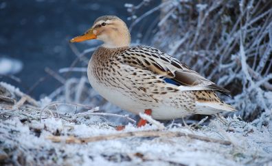 Duck, water birds, winter, snow