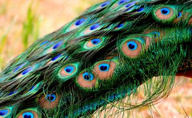 Peacock, bird, feathers, colorful