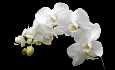 Blossom, white orchid flowers