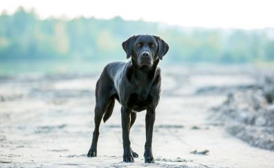 Black Labrador dog, outdoor, play