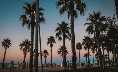 Barcelona beach palm tree