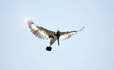 Kingfisher bird, flying, wings