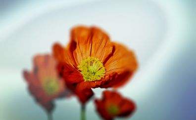 Orange flowers, spring, blur