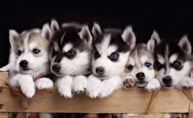 Cute Siberian Husky puppies