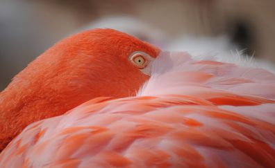Flamingo, pink bird muzzle, feathers