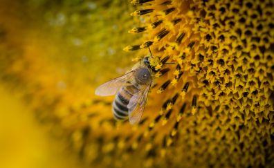 Bee sunflower pollination