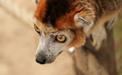 Crowned lemur, animal, wildlife, head