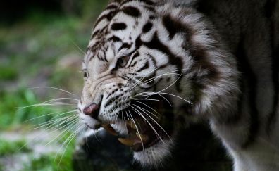 White tiger, angry, predator, muzzle