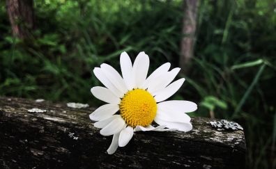 Daisy, white flower, spring