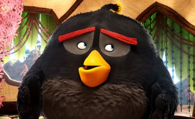 Black, angry birds, animation movie