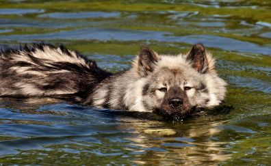 Furry dog, swimming, animal