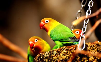 Birds, colorful, parrots
