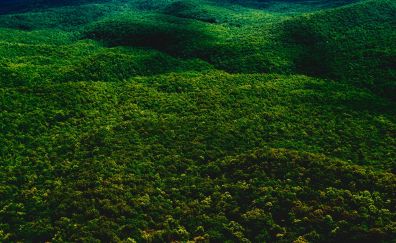 Forest, nature, trees, aerial view