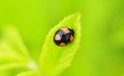 Ladybug, insect, leaf, water drops