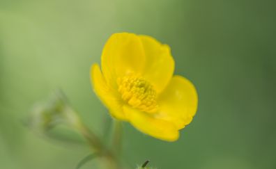 Yellow buttercup, bloom, petals, flower