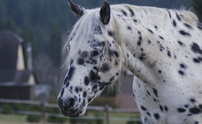 Horse, animal, muzzle, black spots, 4k