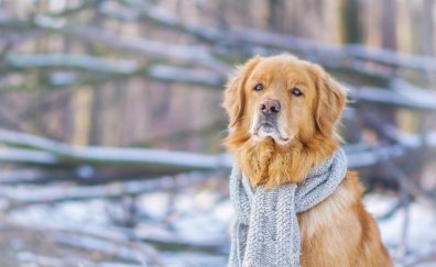 Golden Retriever, dog, animal, calm, winter, scarf