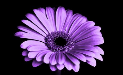 Violet daisy, flower, 4k