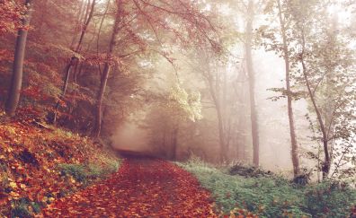 Autumn, leaves on path, 4k