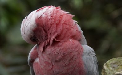 Cockatoo, pink bird, cute