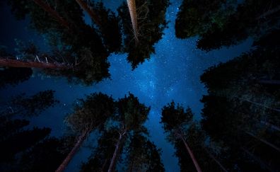 Starry night, nature, sky, trees, 4k
