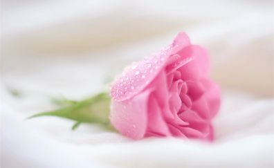 Pink rose, bud, drops