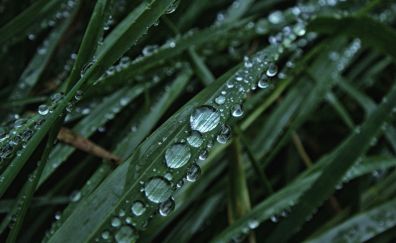 Grass, leaves, close up, drops