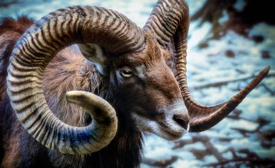 Goat, animal, muzzle, horns