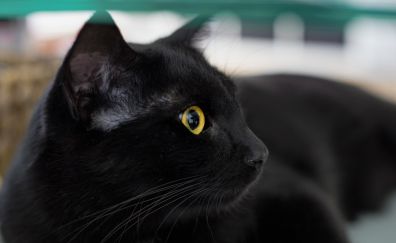 Black cat, stare, muzzle, fur, yellow eyes