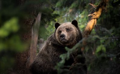 Brown bear, predator, wildlife, forest